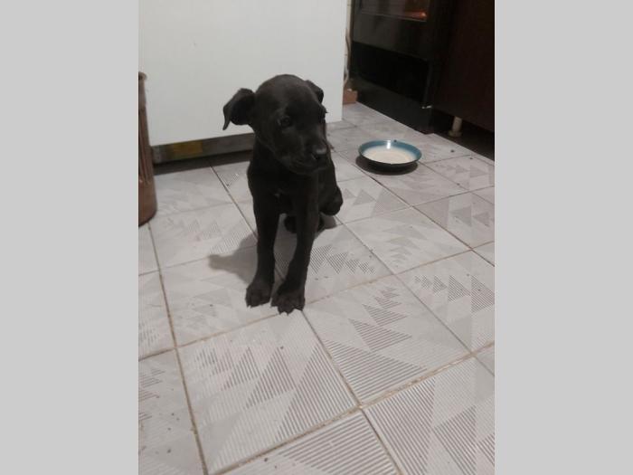 cane corso štenci besplatni mali oglasi