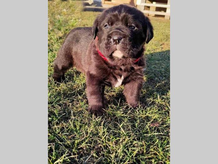 štene cane corso besplatni mali oglasi