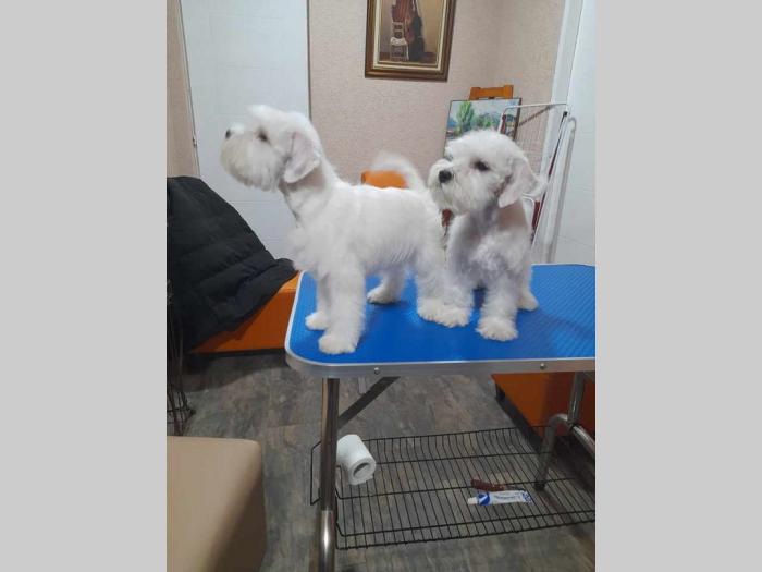 patuljasti šnaucer štenci besplatni mali oglasi