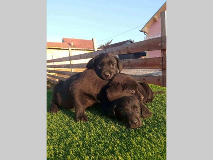 labrador retriver tri ženke besplatni mali oglasi
