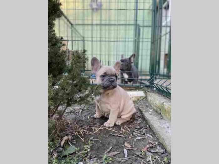 francuski buldog štenci besplatni mali oglasi