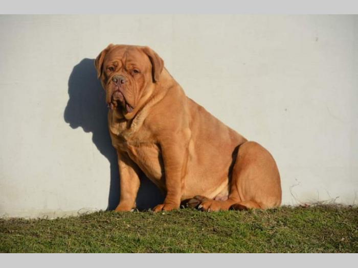 borodske doge štenci besplatni mali oglasi