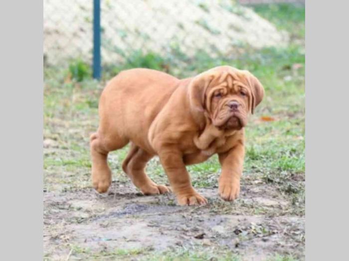 borodske doge štenci besplatni mali oglasi