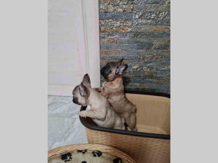 francuski buldog štenci besplatni mali oglasi