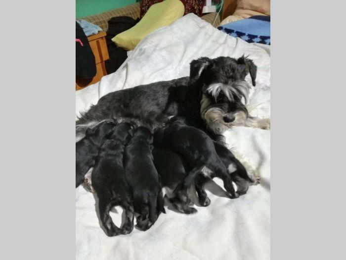 patuljasti šnaucer štenci besplatni mali oglasi