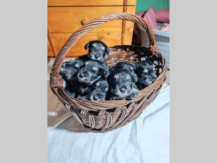 patuljasti šnaucer štenci besplatni mali oglasi
