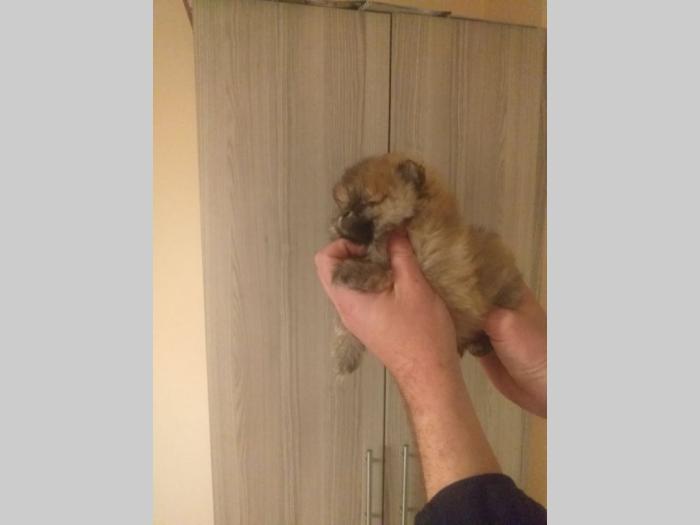 patuljasti špic pomeranac štenci besplatni mali oglasi