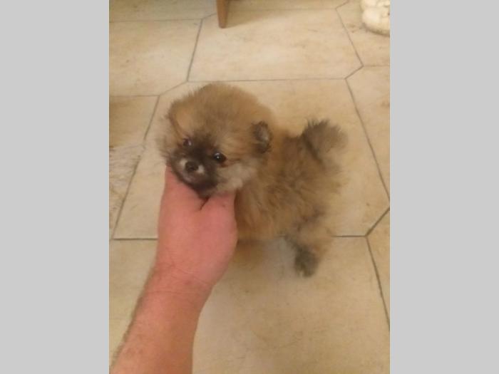 patuljasti špic pomeranac štenci besplatni mali oglasi