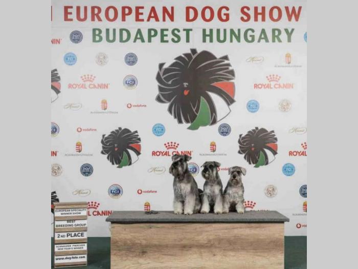 patuljasti šnauceri besplatni mali oglasi