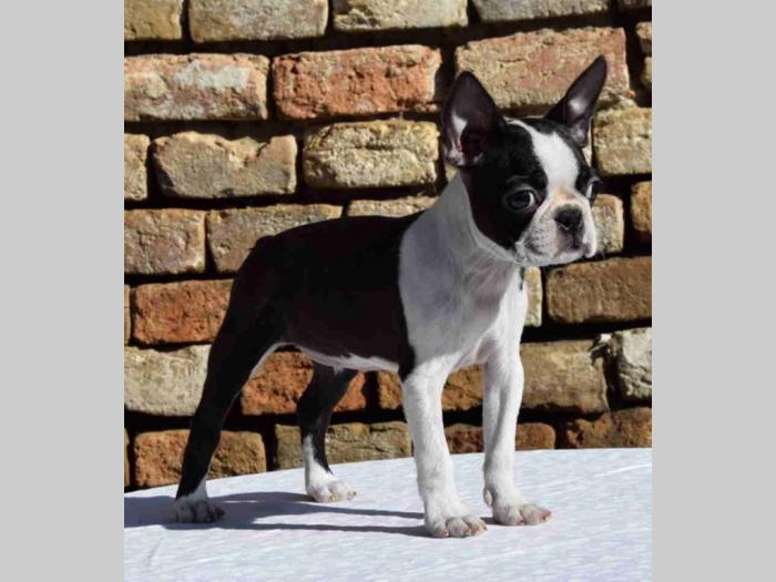 boston terrier mužjak i ženkica besplatni mali oglasi