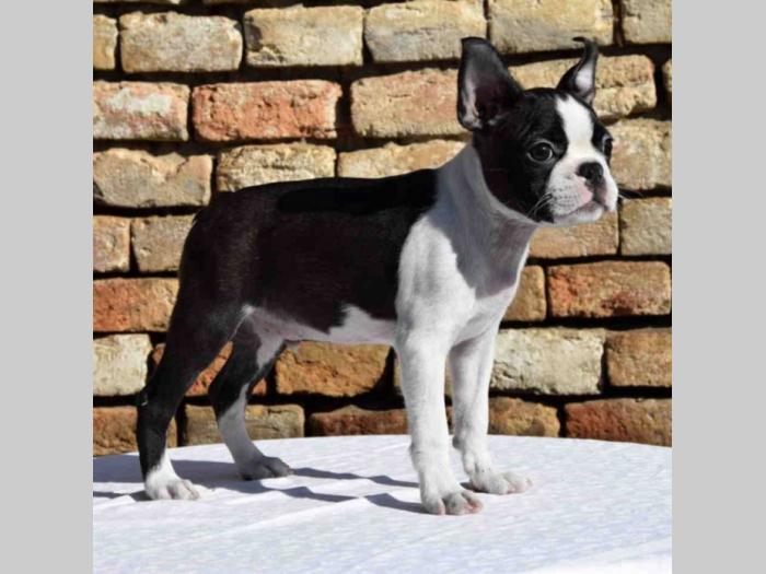 boston terrier mužjak i ženkica besplatni mali oglasi
