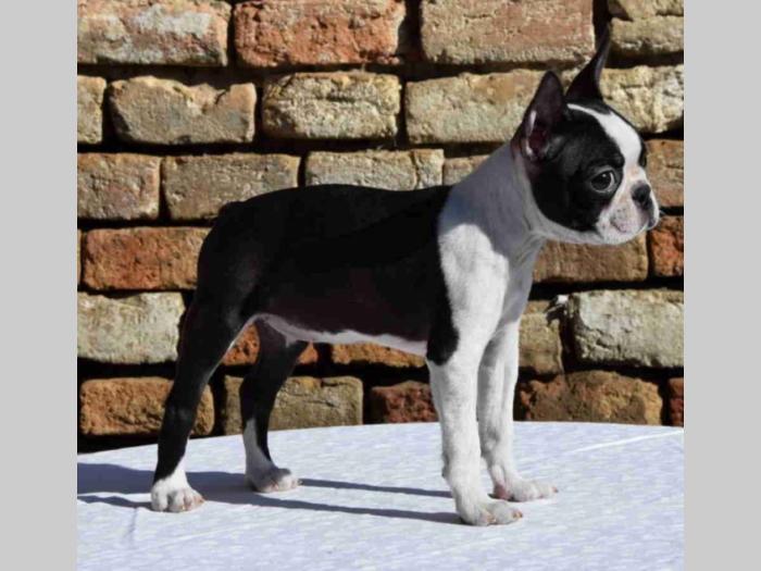 boston terrier mužjak i ženkica besplatni mali oglasi