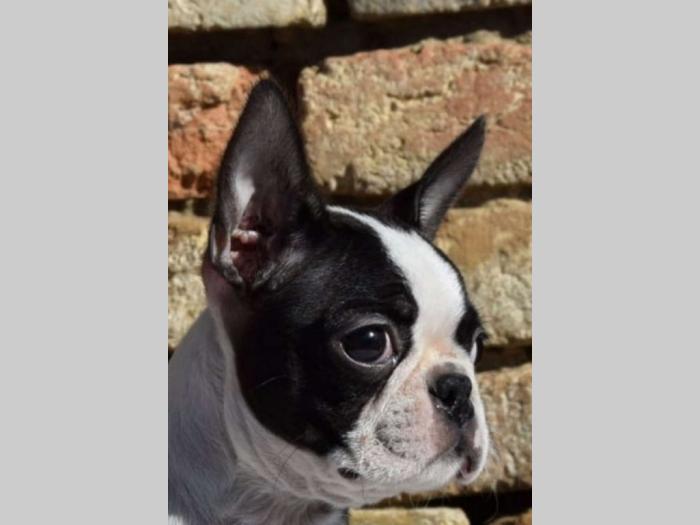 boston terrier mužjak i ženkica besplatni mali oglasi