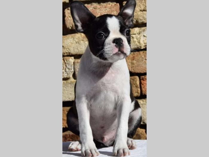 boston terrier mužjak i ženkica besplatni mali oglasi