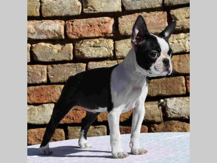 boston terrier mužjak i ženkica besplatni mali oglasi
