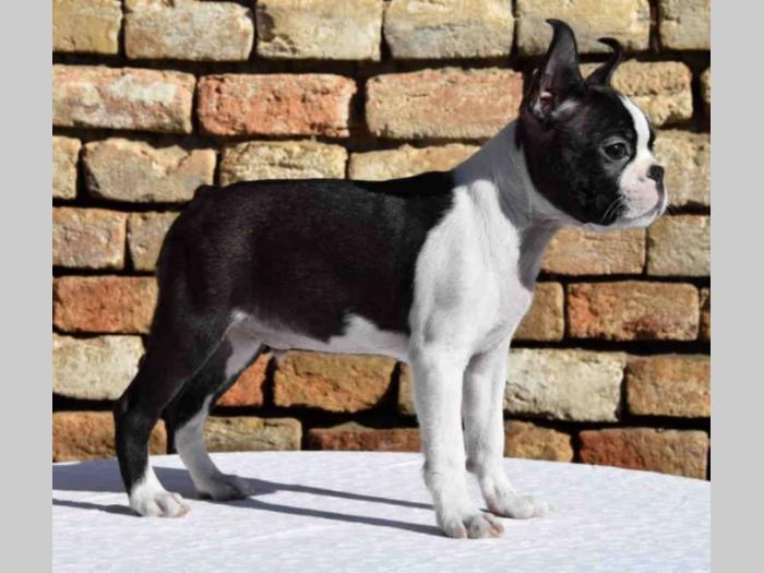 boston terrier mužjak i ženkica besplatni mali oglasi