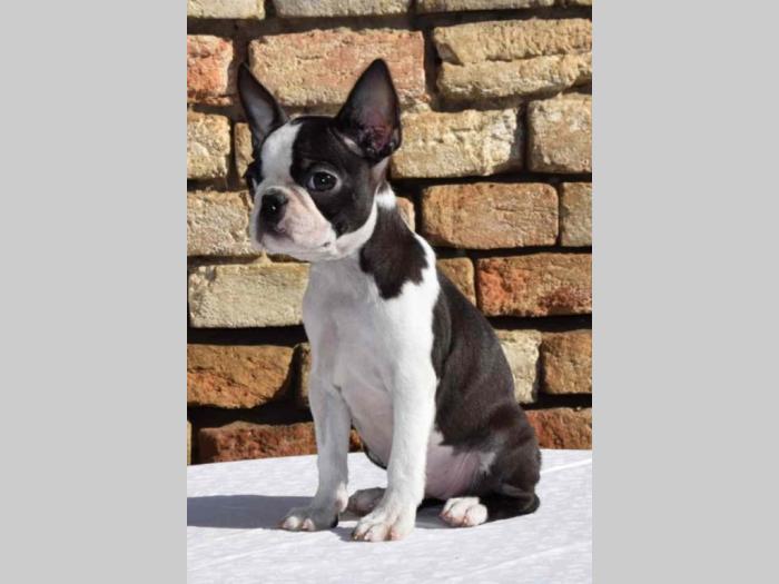 boston terrier mužjak i ženkica besplatni mali oglasi