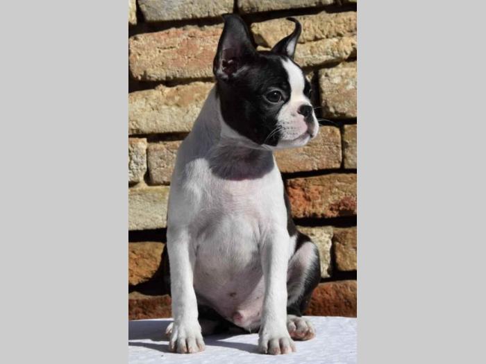boston terrier mužjak i ženkica besplatni mali oglasi