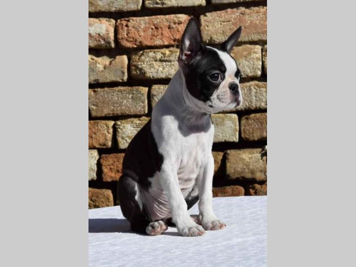 boston terrier mužjak i ženkica besplatni mali oglasi