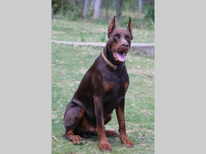 doberman štenci besplatni mali oglasi