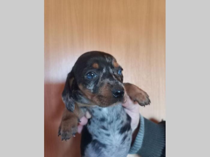 jazavičar štenci besplatni mali oglasi