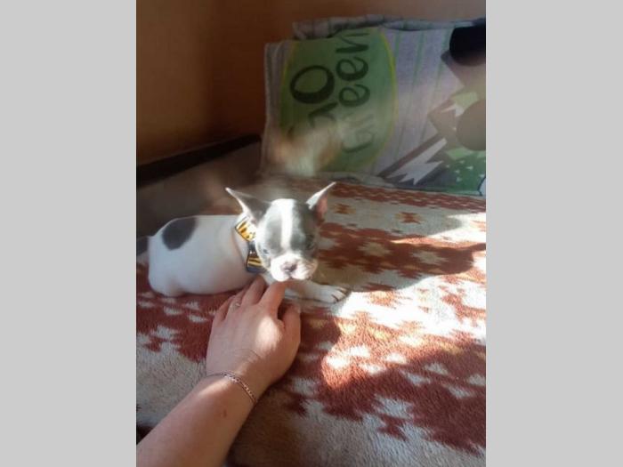 francuski buldog štenci besplatni mali oglasi