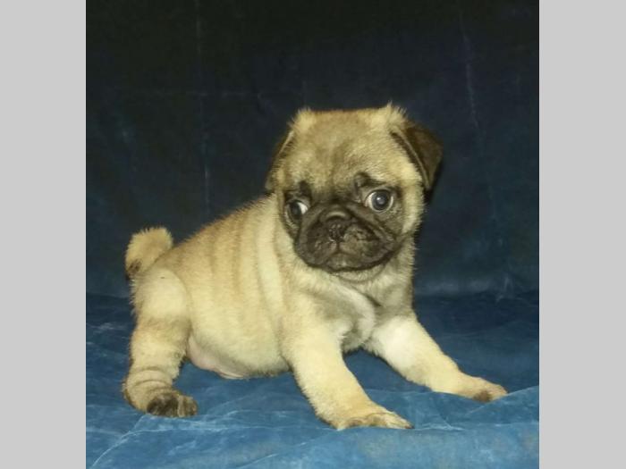 mops štenci besplatni mali oglasi