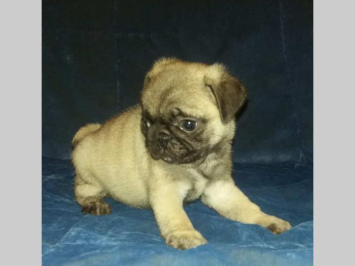 mops štenci besplatni mali oglasi