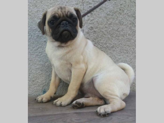 mops odrasla ženka besplatni mali oglasi