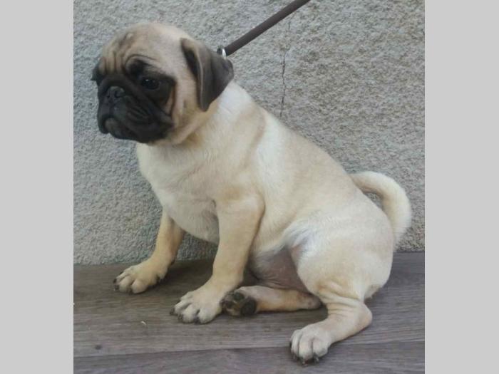 mops odrasla ženka besplatni mali oglasi