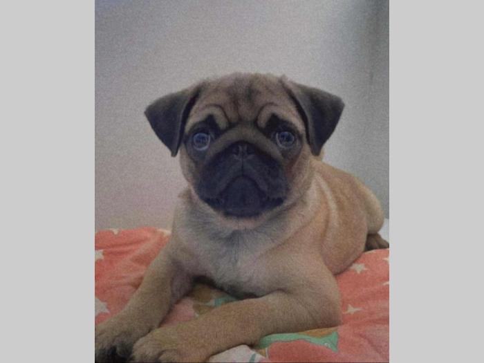 mops ženka besplatni mali oglasi