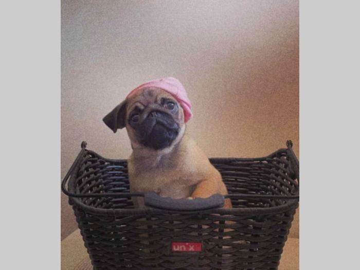 mops ženka besplatni mali oglasi