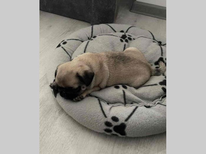 mops ženka besplatni mali oglasi