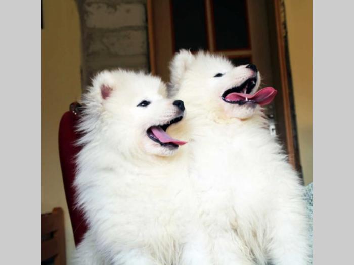 samojed štenci besplatni mali oglasi