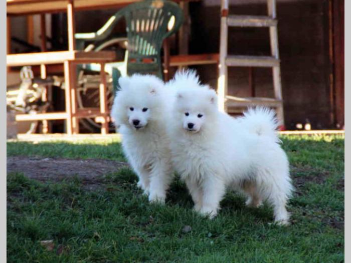 samojed štenci besplatni mali oglasi
