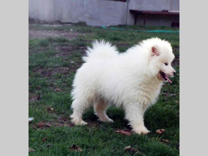 samojed štenci besplatni mali oglasi