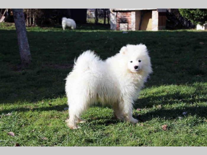 samojed štenci besplatni mali oglasi