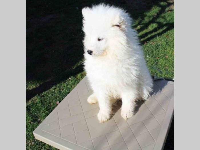 samojed štenci besplatni mali oglasi