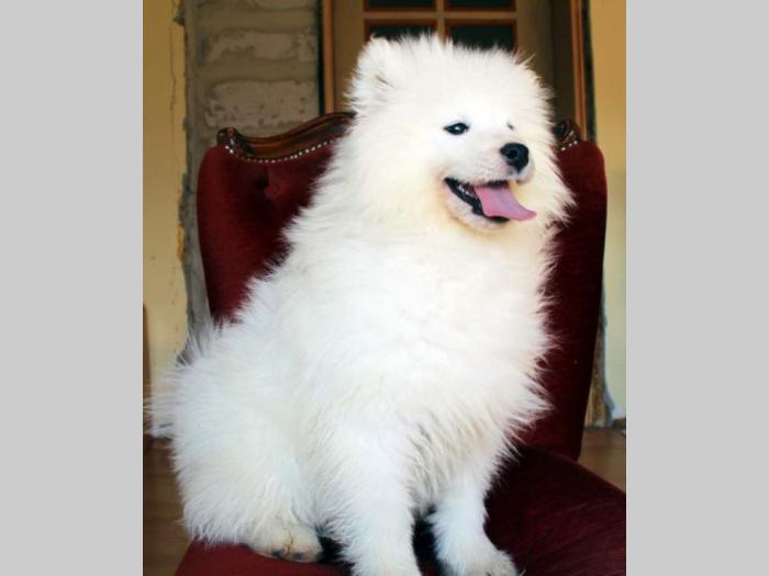 samojed štenci besplatni mali oglasi