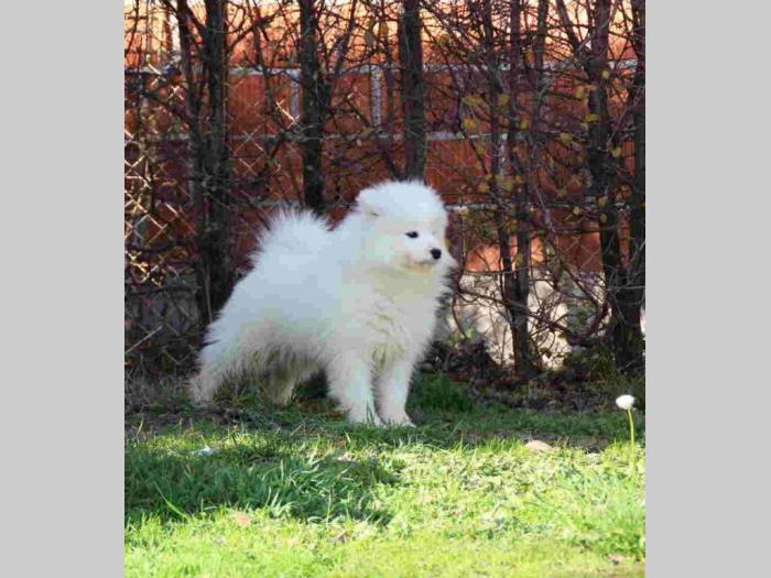 samojed štenci besplatni mali oglasi