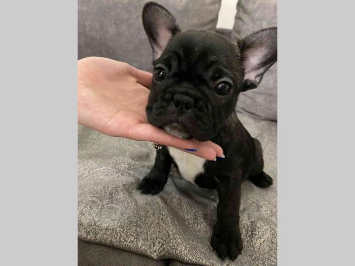 francuski buldog štenci besplatni mali oglasi