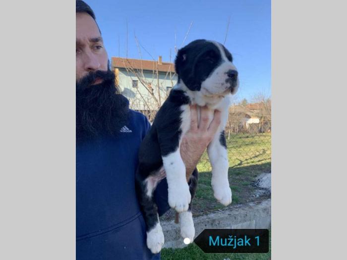 srednjeazijski ovčar štenci besplatni mali oglasi