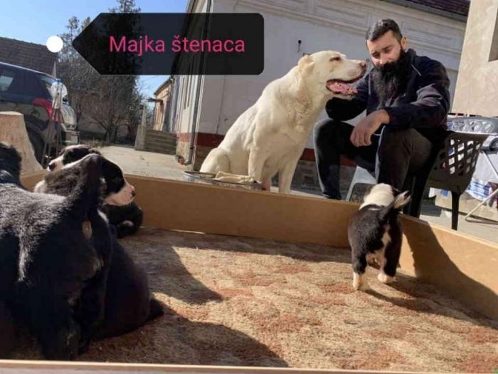 srednjeazijski ovčar štenci besplatni mali oglasi