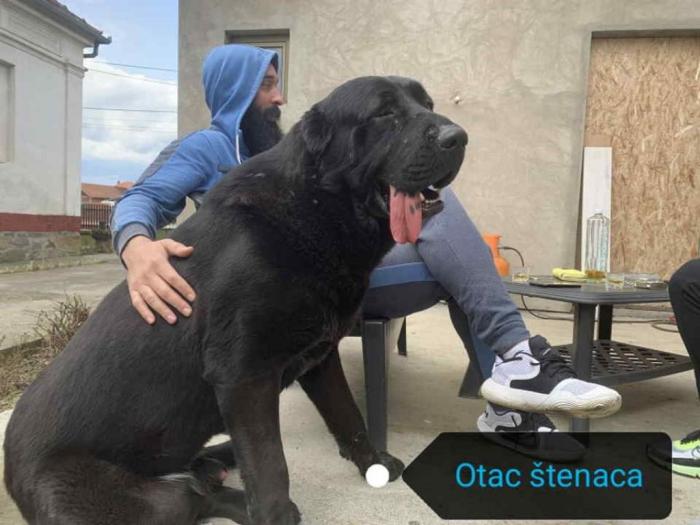 srednjeazijski ovčar štenci besplatni mali oglasi