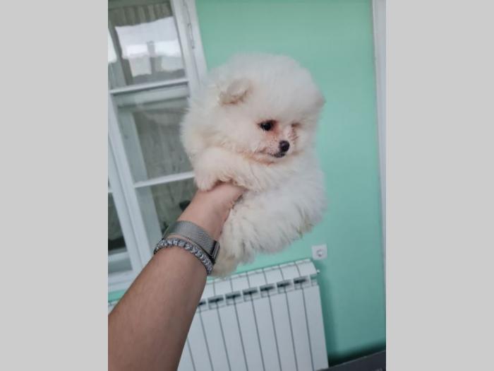 pomeranac bo štenci besplatni mali oglasi