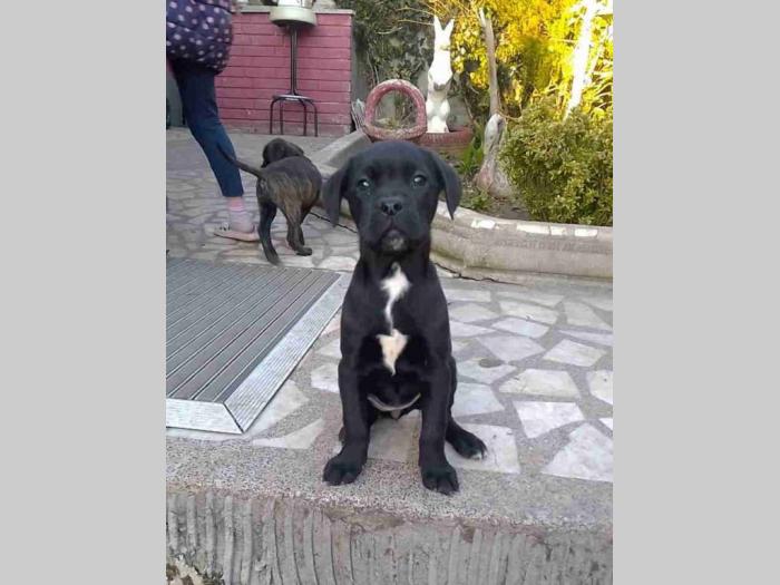 kane korso štenci besplatni mali oglasi
