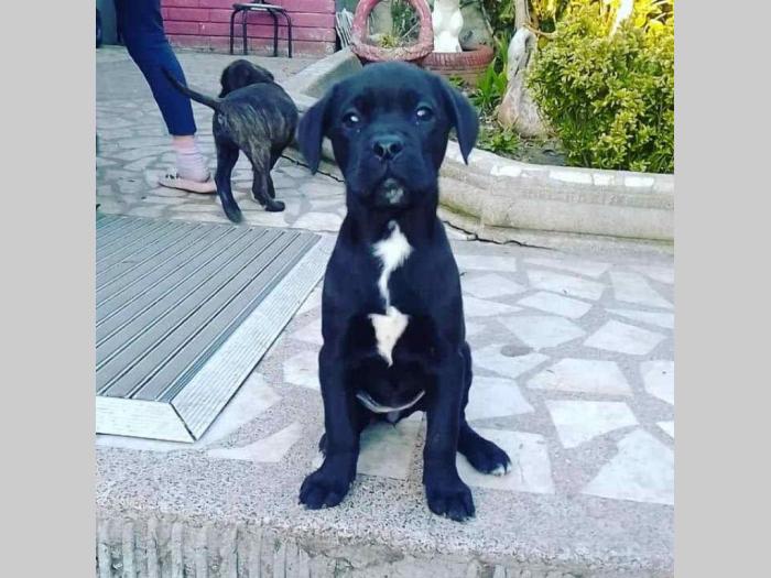 kane korso štenci besplatni mali oglasi