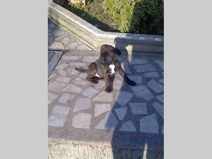 kane korso štenci besplatni mali oglasi