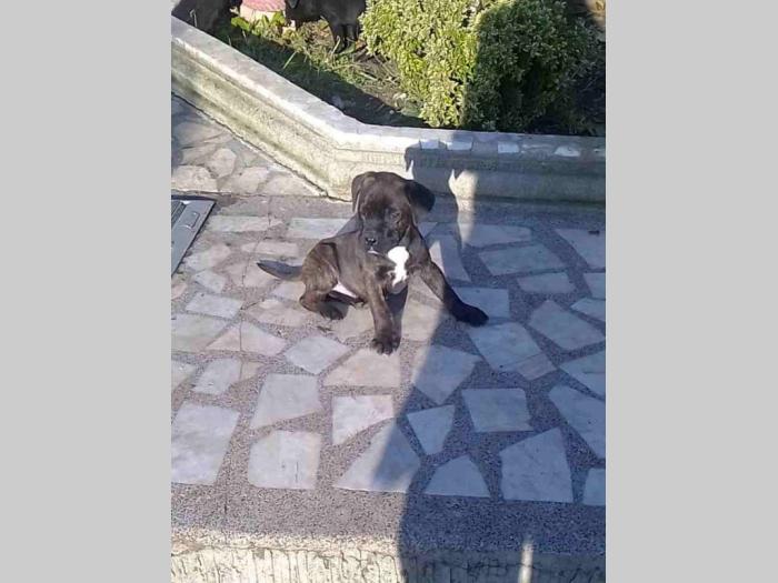 kane korso štenci besplatni mali oglasi