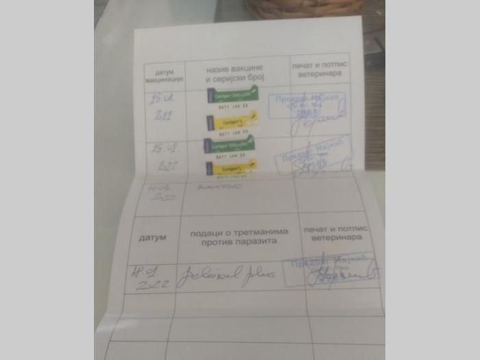 kane korso štenci besplatni mali oglasi